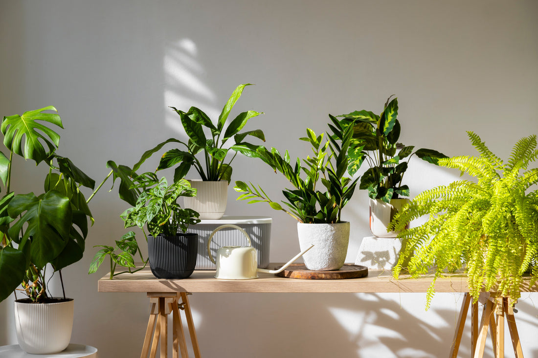 🌿 The Future of in House Planting: Must-Have Smart Planters in 2025